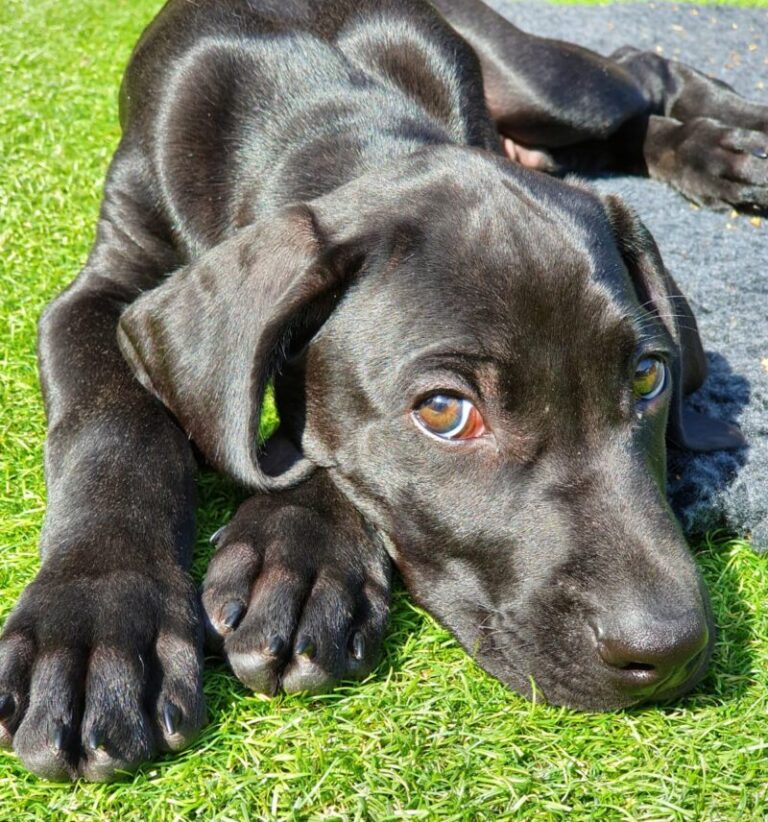 Adorable black ridgeback weimaraner cross puppy dog named Merlin